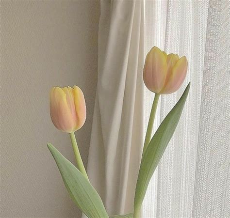 ˗ˏˋ ˎˊ˗ 𝙿𝚒𝚗𝚝𝚎𝚛𝚎𝚜𝚝 𝚘𝚗𝚑𝚢𝚞𝚗 Flower Aesthetic Pastel Aesthetic