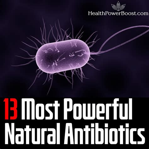 13 Most Powerful Natural Antibiotics Health Power Boost
