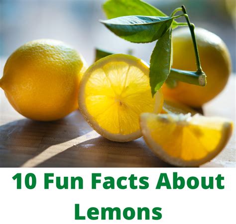 10 Fun Facts About Lemons One Hundred Dollars A Month
