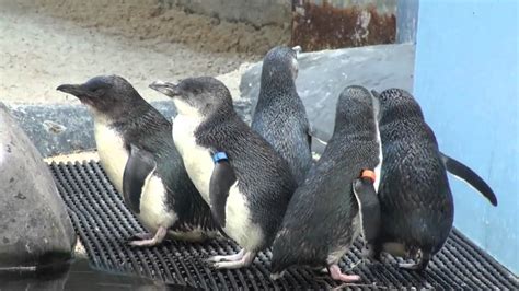 See penguins in the middle of the city !the penguins of the st.kilda in melbourne, australia july 17, 2015 evolvetours. Fairy penguins in Melbourne Zoo - YouTube