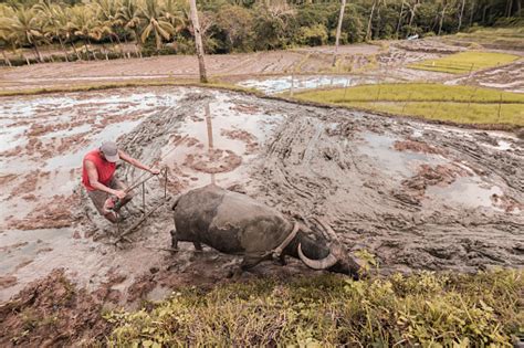 A Filipino Farmer Plows A Muddy Field With A Carabao In Preparation For