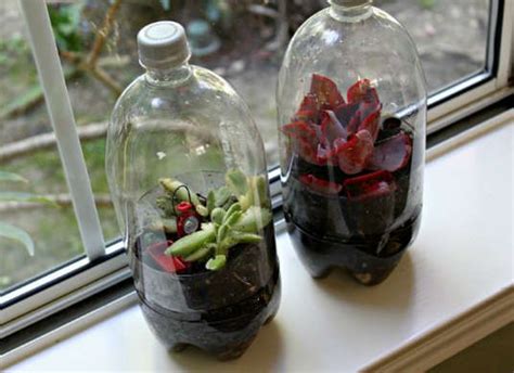 The environment is far too humid for succulents. 12 Tiny Gardens You Can Grow on a Tabletop | Bottle ...