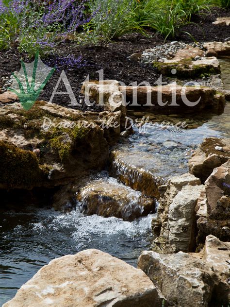 Galleries Water Garden Atlantic Water Gardens