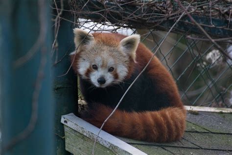 Roter Panda Im Linzer Zoo Dezember 2014 Foto Juergenbr