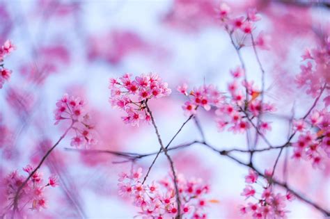 Wild Himalayan Cherry Blossom Beautiful Pink Cherry Blossoming Flower