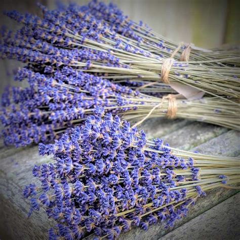 dried lavender bouquet lavender connection