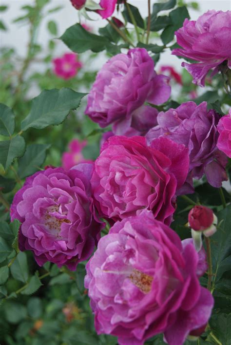 Blue Eden Rose Heritage Rose Eden Rose Rose