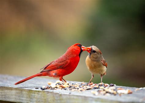 Dating Advice From A Pair Of Northern Cardinals Intobirds