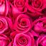 Buy Hot Pink Long Stem Roses – Rose Farmers