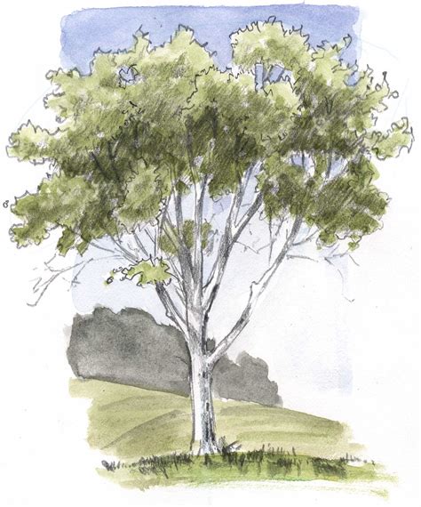 How To Draw Trees Oaks John Muir Laws