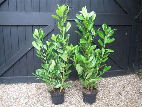 As well, it clips easily into upright cones or pyramids, bringing height and strength to the arrangement of your garden. Fast growing privacy hedge plant bloomsbury 🥇 | Posot Class