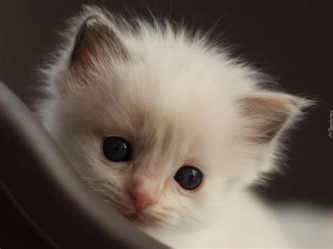 Mały Biały Kotek