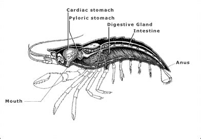 Excretory System - Arthropods