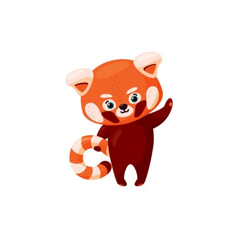 20 Red Panda Cub Illustrations Royalty Free Vector Graphics And Clip