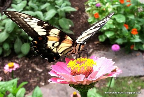 A Charlotte Garden Eastern Tiger Swallowtail