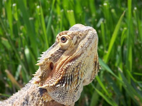 Bearded Dragon Stock Image Image Of Cold Grass Gray 2610781