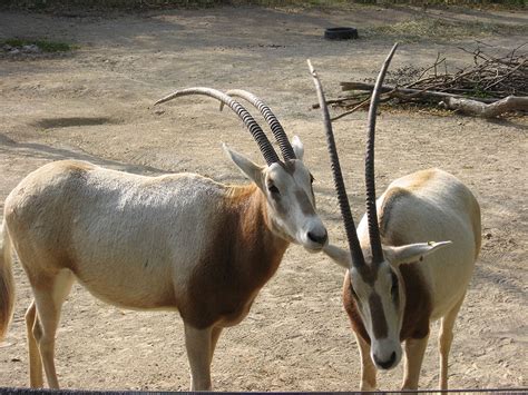 Oryx Scimitar Horned Oryx Information For Kids