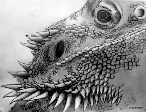 I have been working on this coloured pencil drawing of a bearded dragon. I drew this as a request from my boyfriend. He loves ...