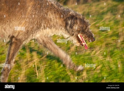 Lurcher Dog Hunting On Cliffs Stock Photo Alamy