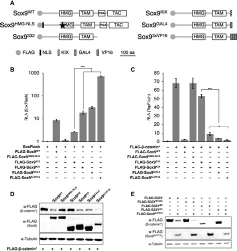 sox9 requires transcriptional activation activity to suppress download scientific diagram
