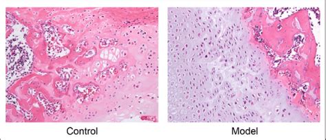 Identification Of Collagen Induced Arthritis Rat Model By He Staining