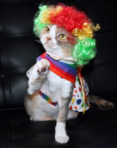 Daisy The Curly Cat Circus Cat Attire