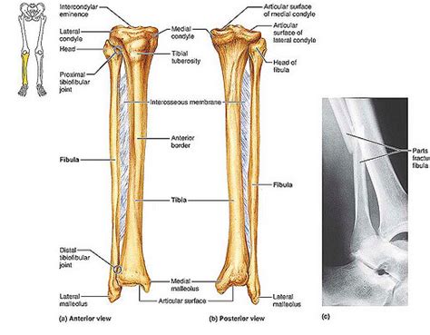 Here Is The Anterior And Posterior Views Of The Tibia And Fibula
