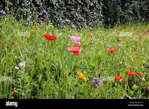 Sheffield Wildflowers Hi Res Stock Photography And Images Alamy