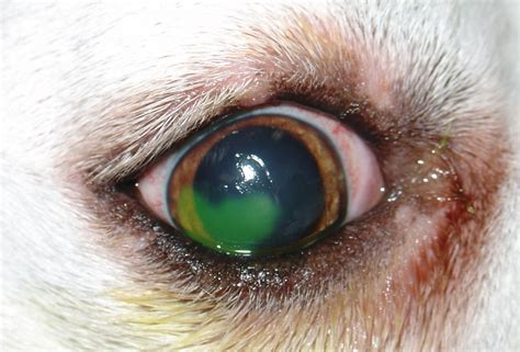 Find technique details on cornea: File:Refractory corneal ulcer.JPG - Wikimedia Commons