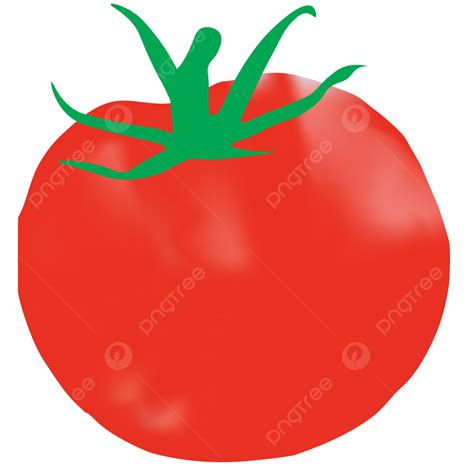Ilustración De Tomate Vector Png Tomate Vector De Tomate Vector