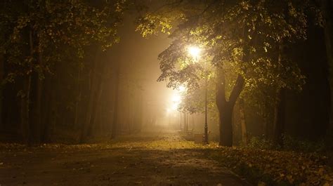 Free Images Tree Nature Forest Branch Light Sun Mist Night
