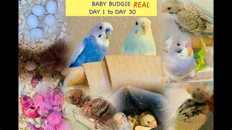 Baby Budgies Growth Stage Real Day To Day Day 1 To Day 30 Cute