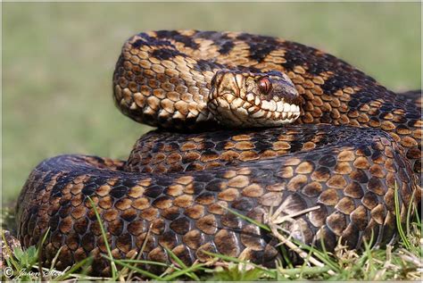 British Snakes