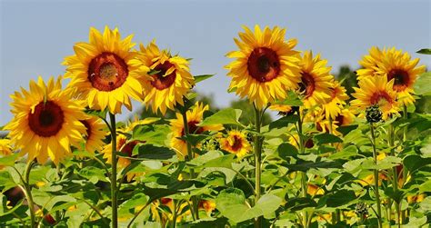 Untuk itu kamu perlu mengetahui bagaimana cara merawat bunga matahari yang tepat agar cepat berbunga. Cara Menanam Bunga Matahari Bagi Pemula Agar Tidak Mudah ...