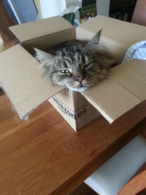 9 Cats Who Are So Over Cardboard Boxes The Dodo