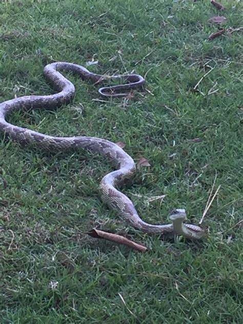Didn't want to get to close. Living Alongside Wildlife: Snake Identification Challenge ...