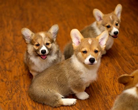 Corgi Puppies At Ten Weeks 25 Daniel Stockman Flickr