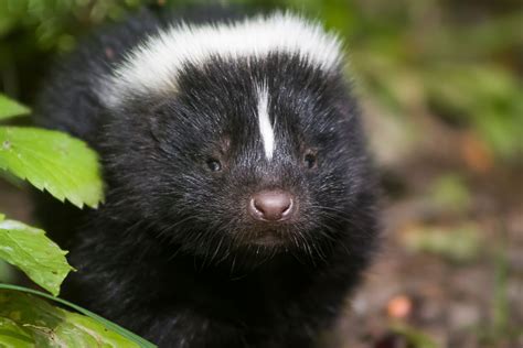 9 splendid facts about skunks you might not know - Cottage Life