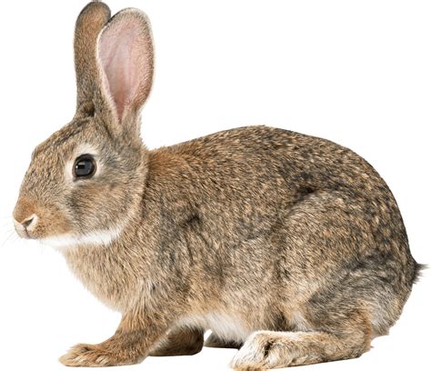 Animal Png Sad Brown Rabbit Png Image Purepng Free Transparent