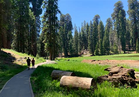 Big Trees Trail In Giant Forest At Sequoia National Park