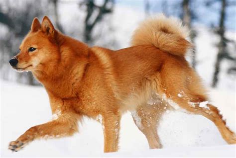 Finnish Spitz Dog Breed Information And Images K9 Research Lab
