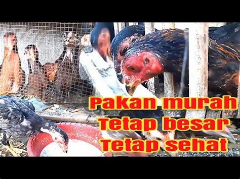 Perkembangan Silangan Kampung Bangkok Dan Bangkok Asli Pakan Murah Untung Banyak Youtube