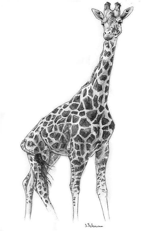 10 Staggering Charcoal Easy Things To Draw Ideas Giraffe Drawing