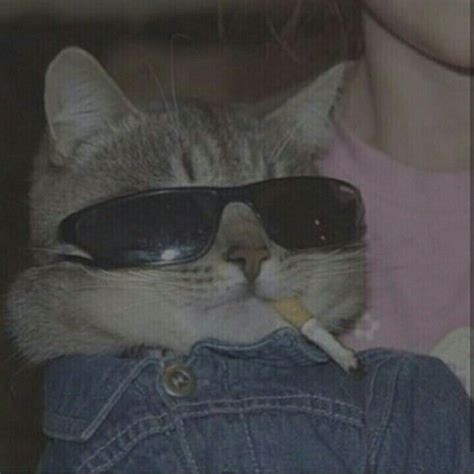 Pin by $☆ on $ grunge *+^ | Anime cat, Cat icon, Cat aesthetic