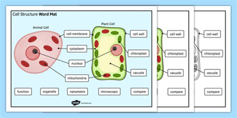 Maybe you would like to learn more about one of these? Cell Structure Word Mat (teacher made)