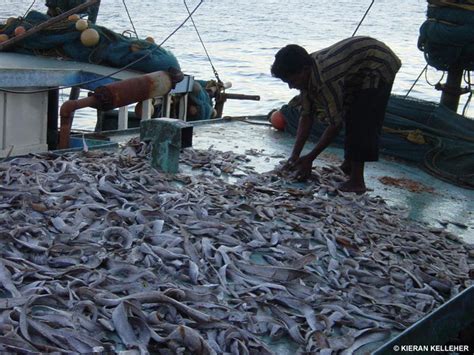 Overfishing Causes Revolution