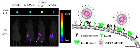 A valuable new targeting system for human breast cancer diagnosis and ...