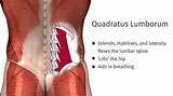 Quadratus Lumborum Muscle Strengthening