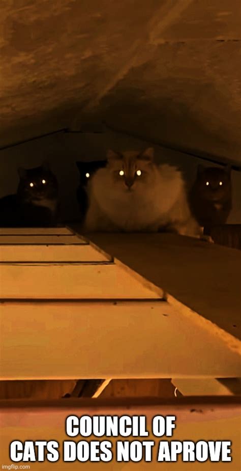 Council Of Cats Does Not Aprove Imgflip