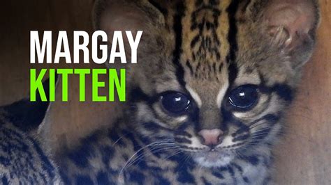 Margay Kitten Born Youtube